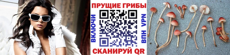 цены наркотик  мориарти Telegram  Галлюциногенные грибы Magic Shrooms  Малоархангельск 